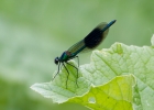 IMG_9140-Banded-demoiselle.jpg