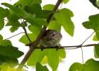 IMG_9165-Willow-warbler.jpg