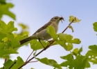 IMG_9173-Willow-warbler.jpg