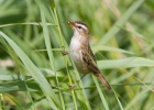 IMG_9224-Sedge-warbler.jpg