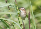 IMG_9238-Sedge-warbler.jpg