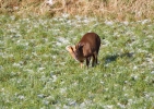 IMG_9313-Muntjac.jpg