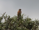 IMG_9334-Linnet.jpg