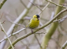 IMG_9451-Siskin.jpg