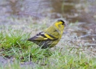 IMG_9464-Siskin.jpg