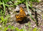 IMG_9669-Wall-brown.jpg