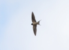 IMG_9722-Swallow.jpg