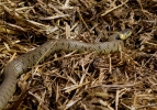 IMG_9739-Grass-snake.jpg