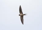 IMG_9739-Swallow.jpg