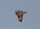 IMG_9855-Short--eared-owl.jpg