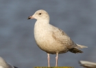 IMG_9908-Iceland-gull.jpg