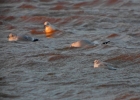 P1010383--Little-gull.jpg