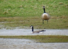 Filename=P1010482-Cackling-goose.jpg
Filesize=101KiB
Dimensions=700x500
Date added=Apr 28, 2013 P1010482-Cackling-goose.jpg