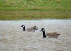 Filename=P1010488-Cackling-goose.jpg
Filesize=99KiB
Dimensions=700x500
Date added=Apr 28, 2013 P1010488-Cackling-goose.jpg