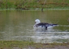 P1010704--Ross_s-goose.jpg