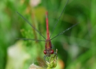 P1020914-Large-red-damselfl.jpg