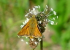 P1030001-Large-skipper.jpg