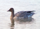 P1030339-Pink-footed-goose.jpg