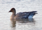 P1030348-Pink-footed-goose.jpg