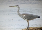 P1040167-Grey-heron.jpg