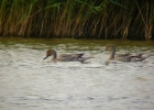 P1050084-Pintail.jpg