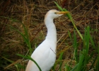 P1050329-Cattle-egret.jpg