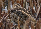 P1060828-Common-snipe.jpg