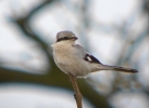 P1100470-Great-Grey-shrike.jpg