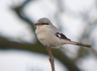 P1100472-Great-Grey-shrike.jpg