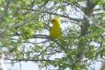 P1110728-Golden-oriole.jpg