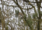 _MG_6566-Grey-squirrel.jpg