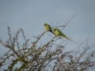 Filename=Alexandrine_Parakeet_-_Paul_Wilson_compressed.jpg
Filesize=43KiB
Dimensions=448x336
Date added=Jan 06, 2013 Alexandrine_Parakeet_-_Paul_Wilson_compressed.jpg