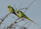 Alexandrine_Parakeet_-_Paul_Wilson_cropped.jpg