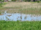 Black-winged_stilts_Jun13_28LWR29_28NXPowerLite29_28NXPowerLite29.JPG