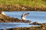 Filename=Broad-billed-Sandpiper-Frampton-June-2015-28c29Alan-Tate-01.jpg
Filesize=143KiB
Dimensions=600x400
Date added=Jul 20, 2015 Broad-billed-Sandpiper-Frampton-June-2015-28c29Alan-Tate-01.jpg
