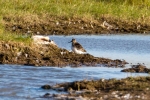 Filename=Broad-billed-Sandpiper-Frampton-June-2015-28c29Alan-Tate-02.jpg
Filesize=123KiB
Dimensions=600x400
Date added=Jul 20, 2015 Broad-billed-Sandpiper-Frampton-June-2015-28c29Alan-Tate-02.jpg