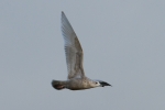 Kumlien_s-Gull-Frampton-13-02-12_2.jpg