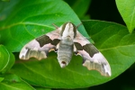 Lime-Hawkmoth-Mimas-tiliae-Sutton-Bridge-May-2015-28c29Alan-Tate.jpg