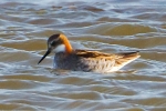 Filename=Red-necked-Phalarope-Frampton-June-2015-28c29Alan-Tate-01.jpg
Filesize=138KiB
Dimensions=600x400
Date added=Jul 20, 2015 Red-necked-Phalarope-Frampton-June-2015-28c29Alan-Tate-01.jpg