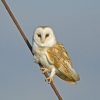 Barn_Owl.jpg