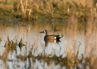 Blue-winged_Teal.jpg