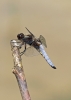 Broad-bodied_Chaser_28129.jpg