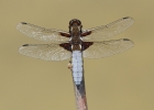 Broad-bodied_Chaser_28229.jpg