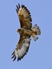 Buzzard1.jpg