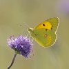 Clouded_Yellow.jpg