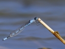 Common_Blue_Damselfly_(2).jpg