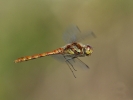 Common_Darter_(3).jpg