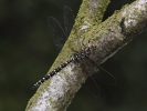 Common_Hawker.jpg