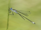 Emerald_Damselfly.jpg