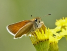 Essex_Skipper.jpg